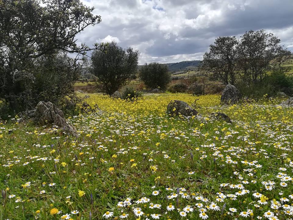 dehesa primavera